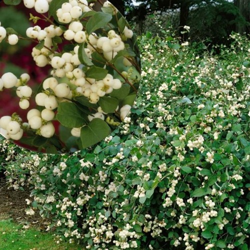 Symphoricarpos × doorenbosii 'White Hedge' - Lumimari 'White Hedge' C5/5L